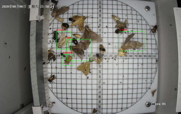 遠(yuǎn)程拍照式蟲(chóng)情測(cè)報(bào)燈圖片3